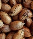 In-Shell Pecans